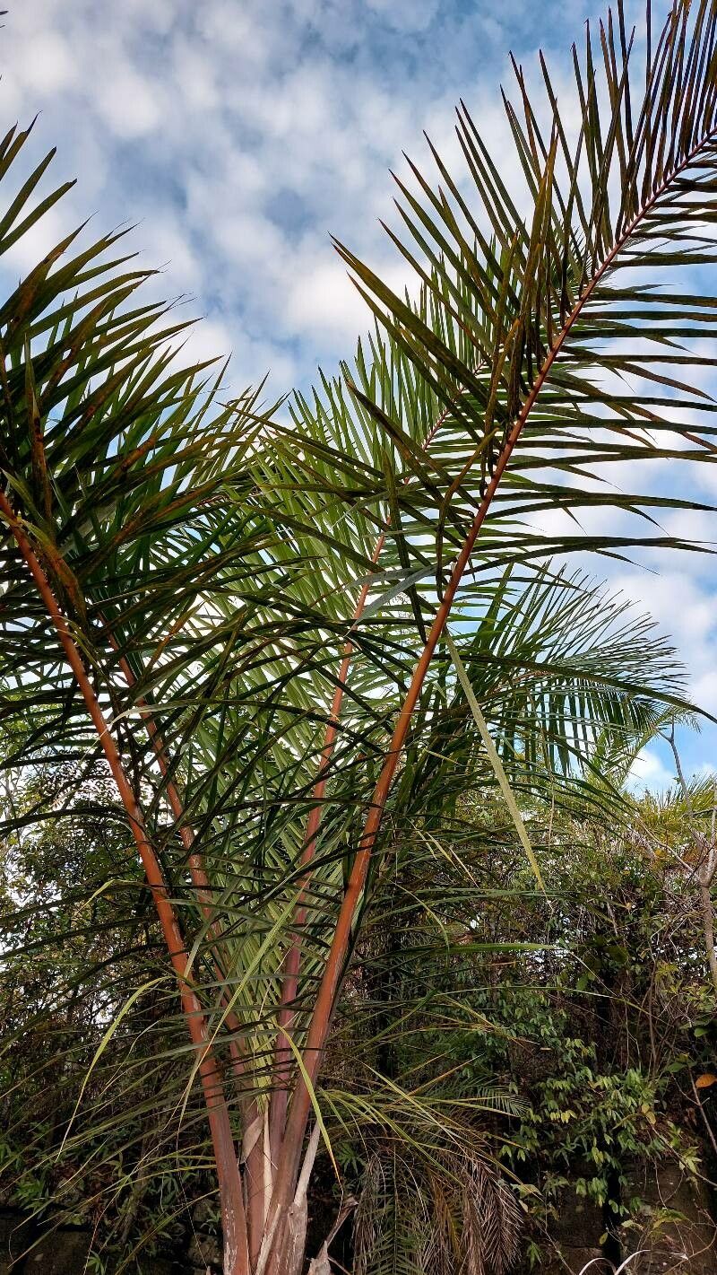 Raphia farinifera — search result for 'Angola'