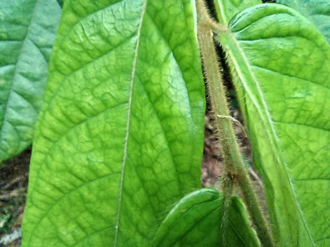 Dichapetalum lujae — houseplant care guide