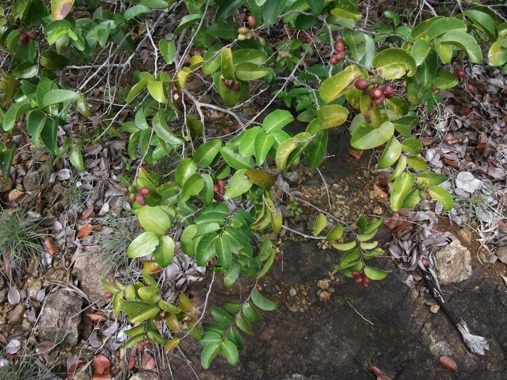 Hunga cordata habit