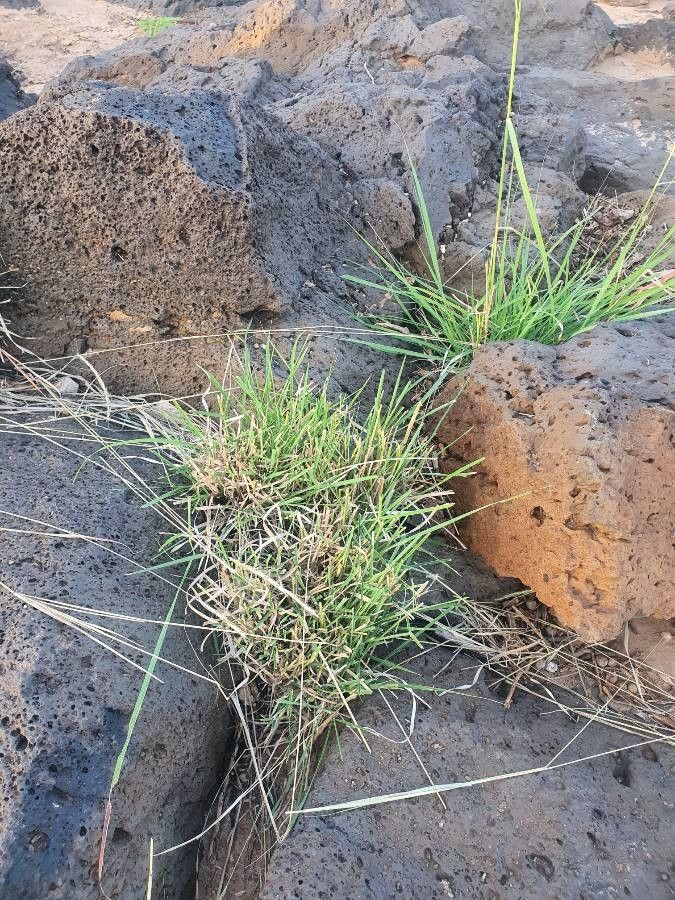 Sehima nervosum — houseplant care guide