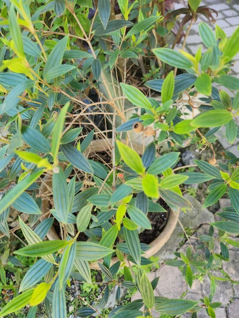 Pleroma mutabile leaf