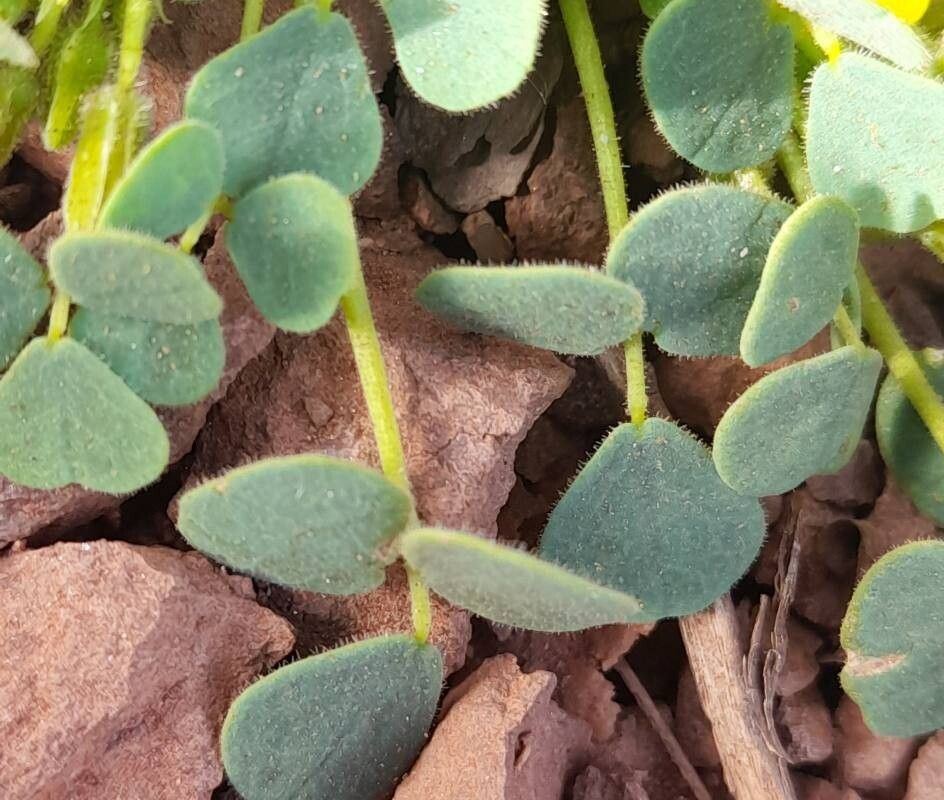 Oxalis cotagaitensis — houseplant care guide