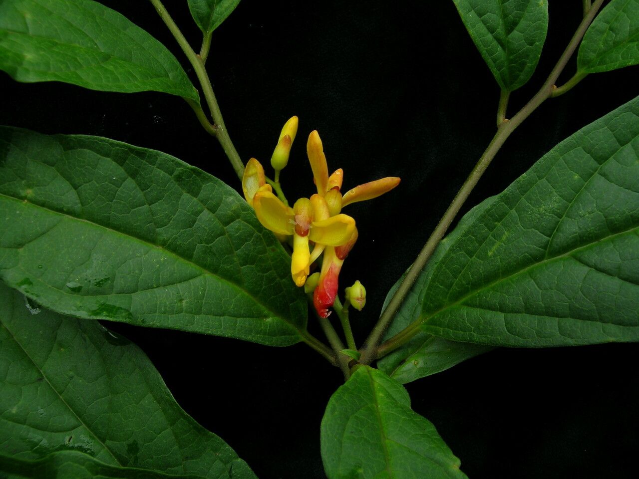 Polygala arillata habit