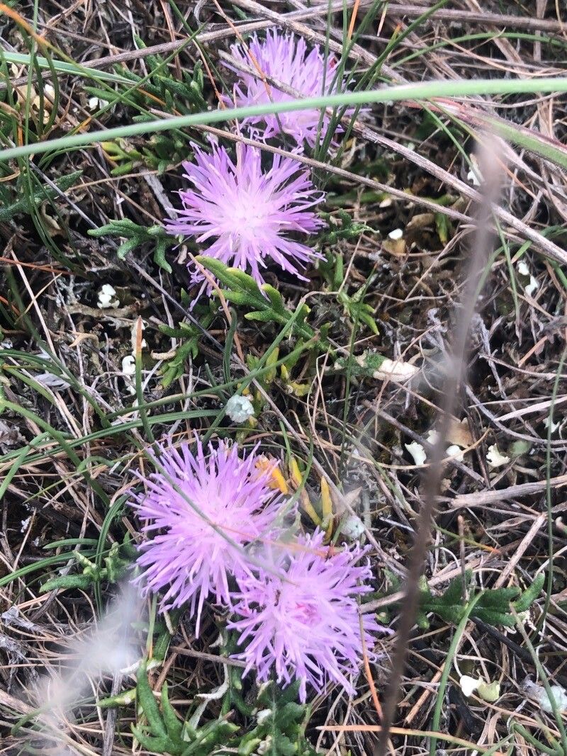 Jurinea humilis flower