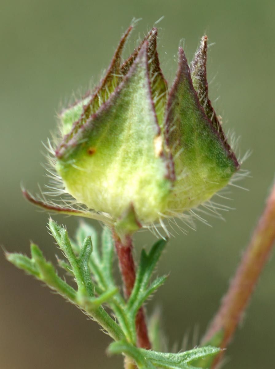 Malva aegyptia flower