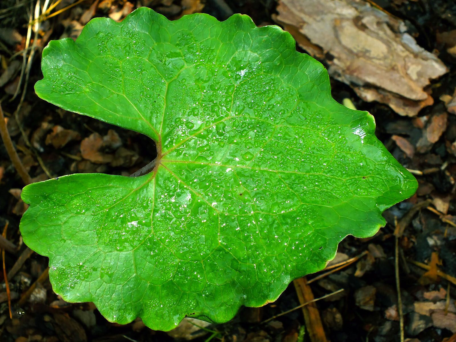 Eomecon chionantha leaf