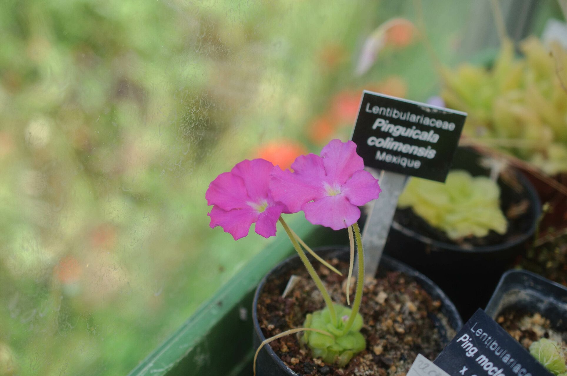 Pinguicula colimensis — houseplant care guide