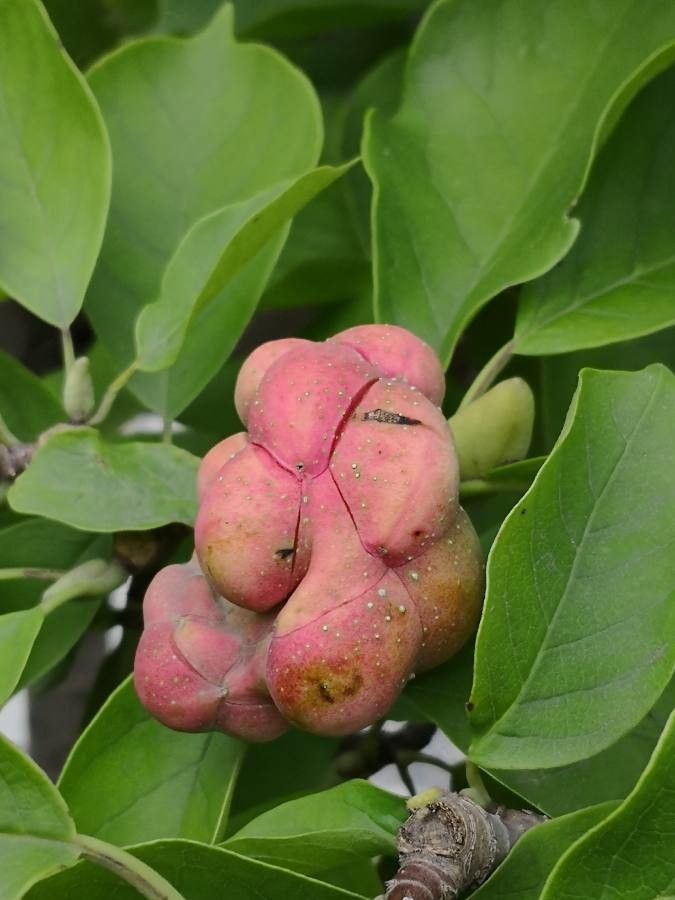 Magnolia denudata fruit