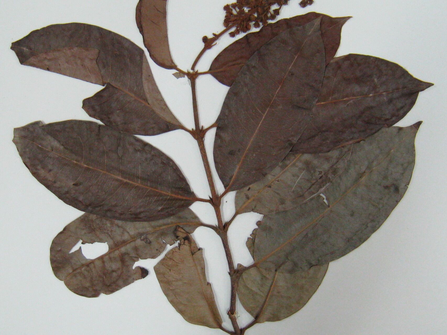 Spachea elegans — related species from the same genus