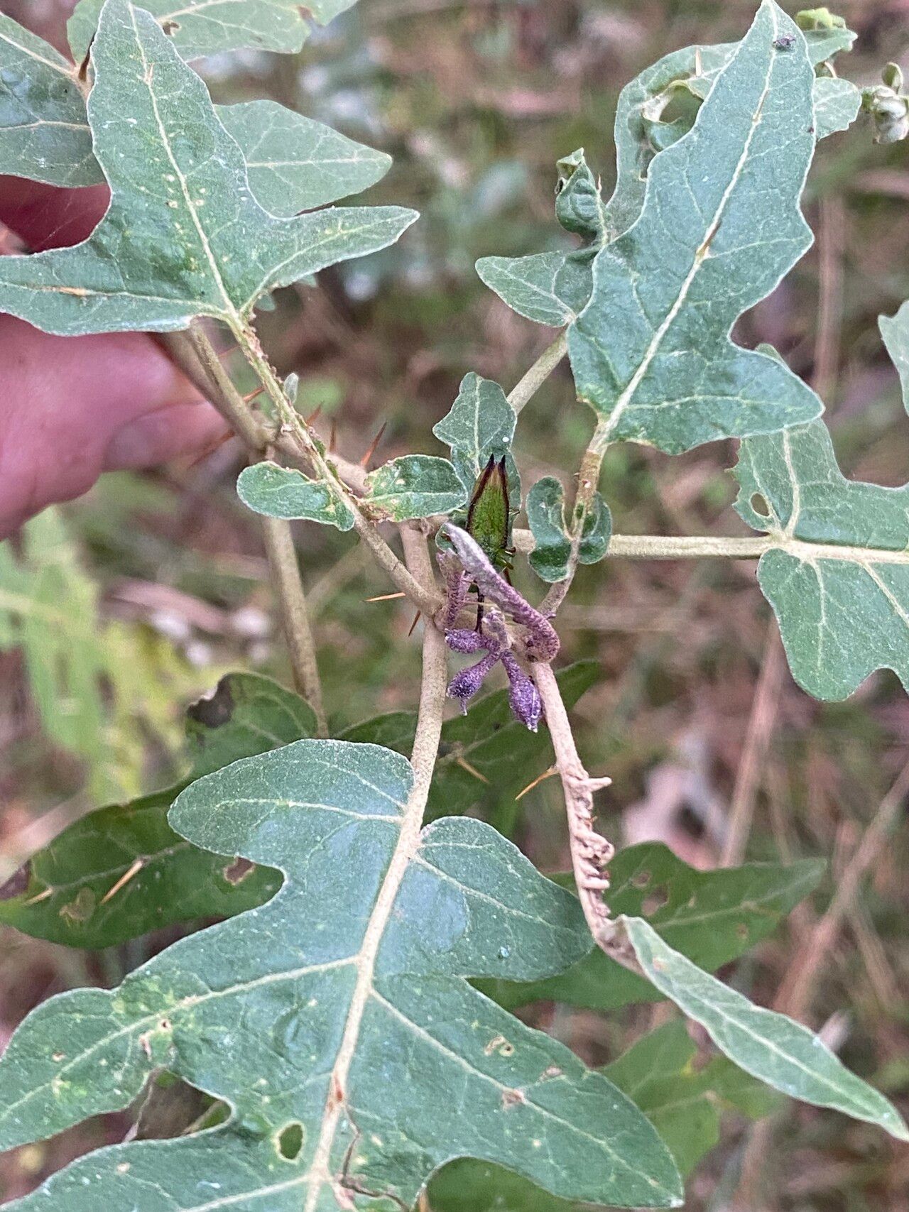 Solanum nobile — houseplant care guide