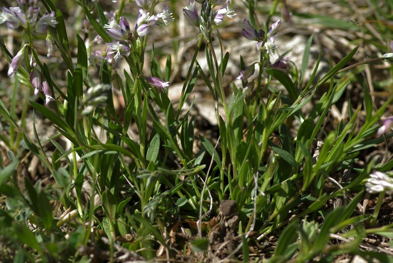 Polygala monspeliaca — search result for 'Polygalaceae'