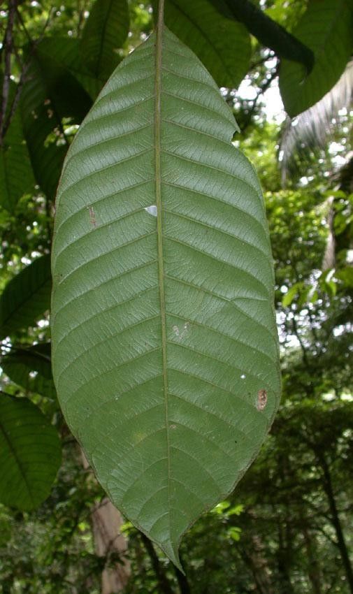 Pouteria leptopedicellata leaf