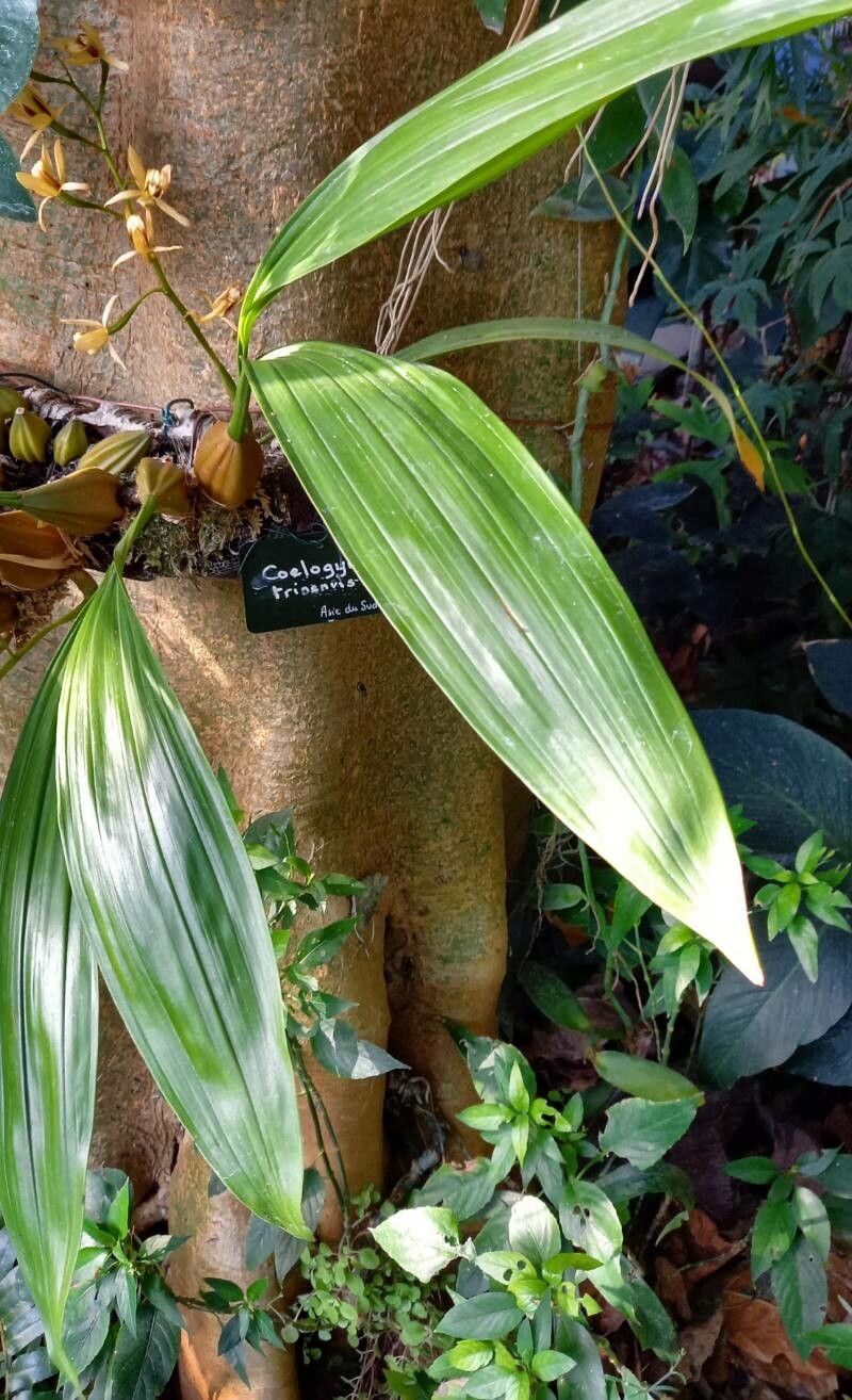 Coelogyne trinervis habit