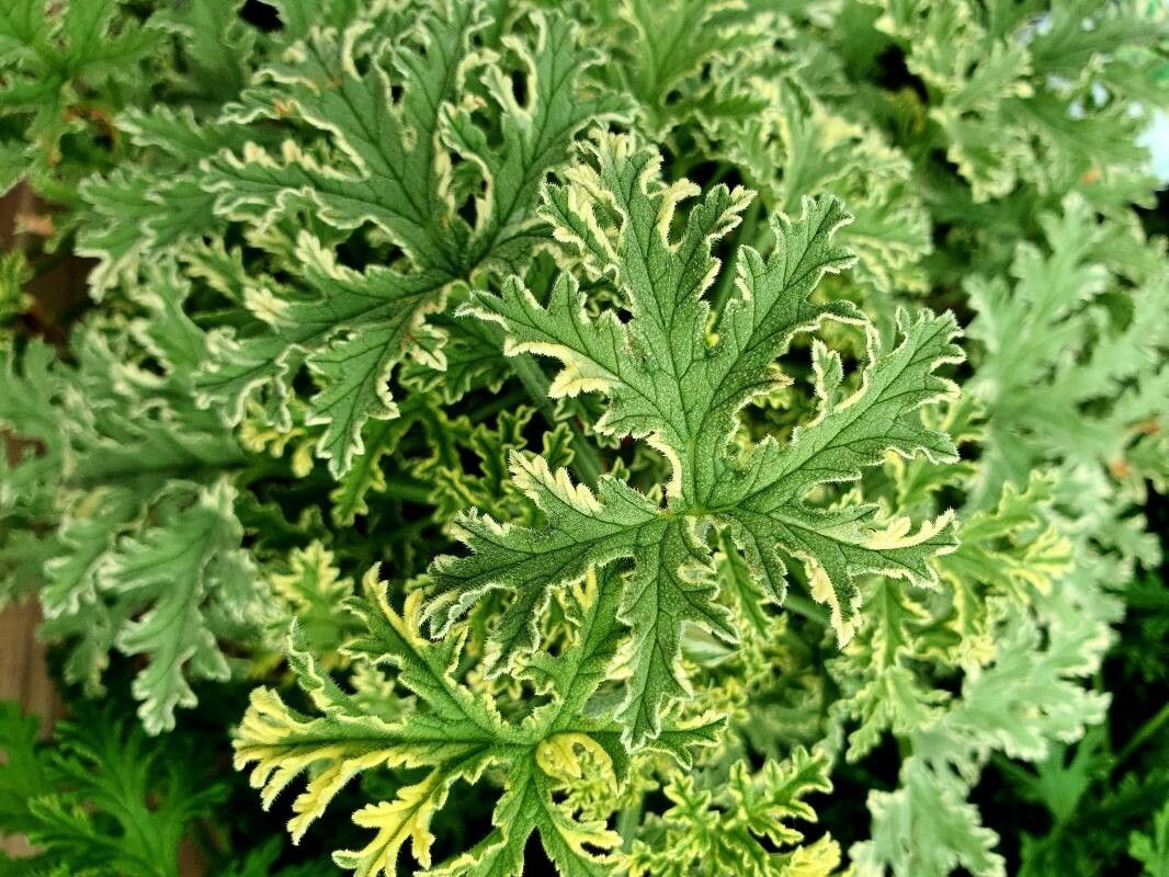 Pelargonium × asperum leaf