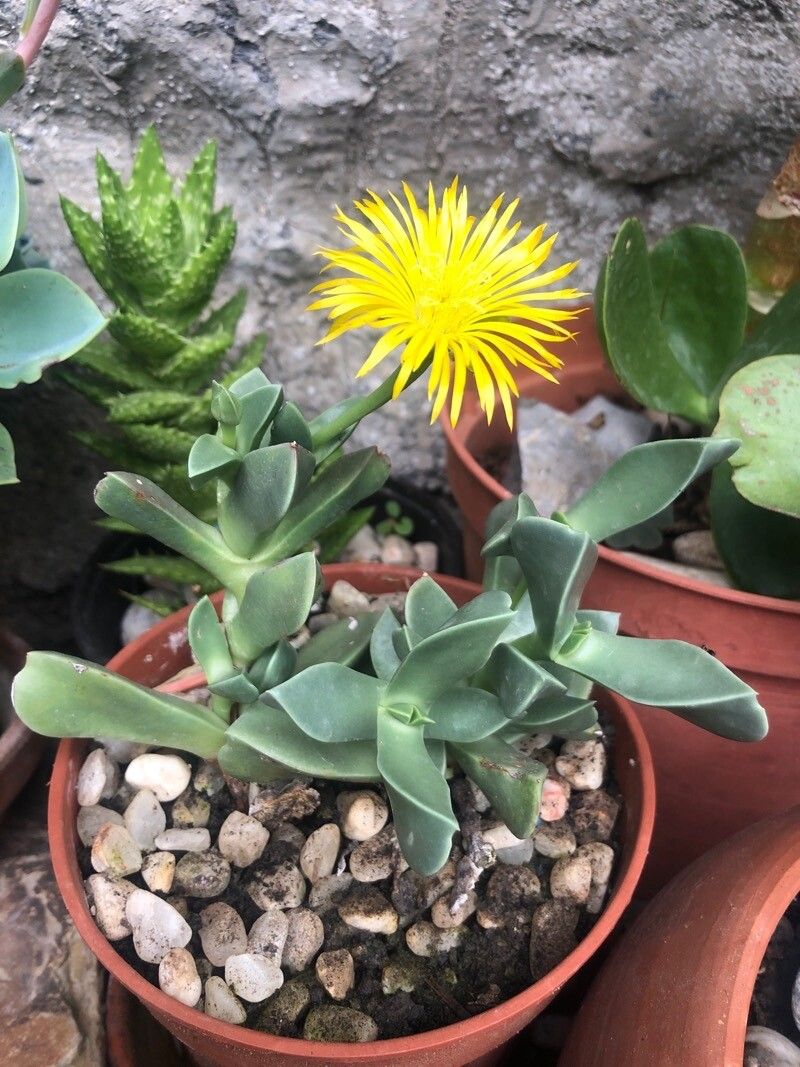 Glottiphyllum linguiforme — search result for 'Aizoaceae'