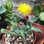 Glottiphyllum linguiforme