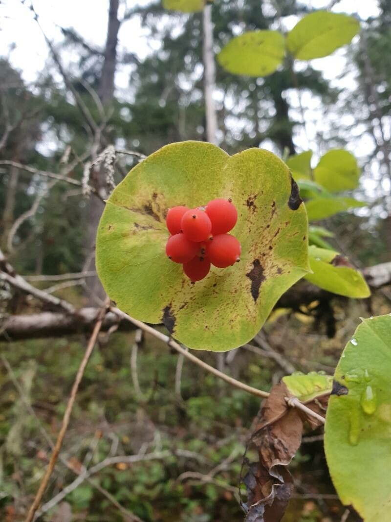 Lonicera dioica fruit