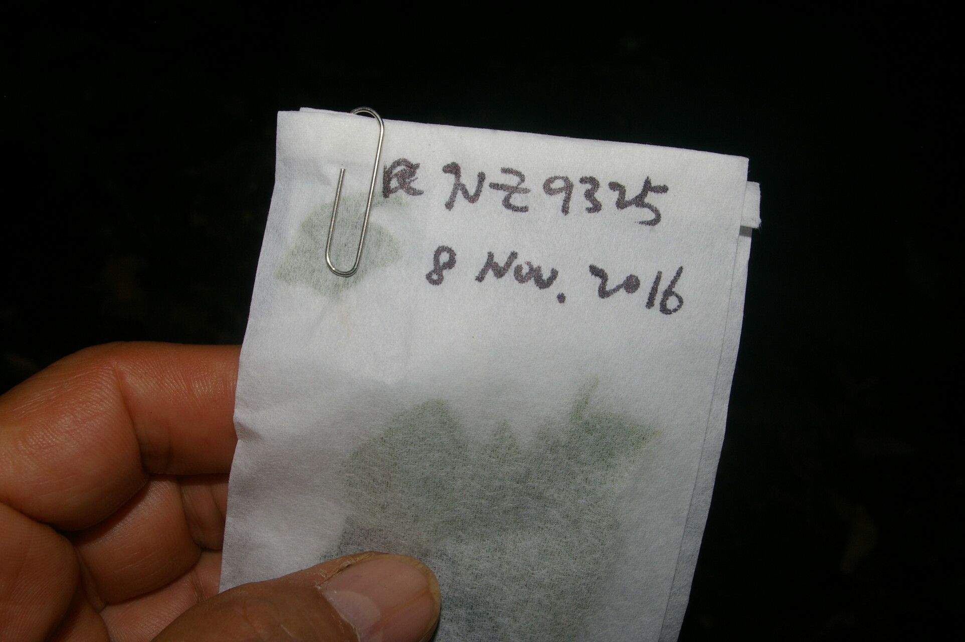 Symplocos panamensis other