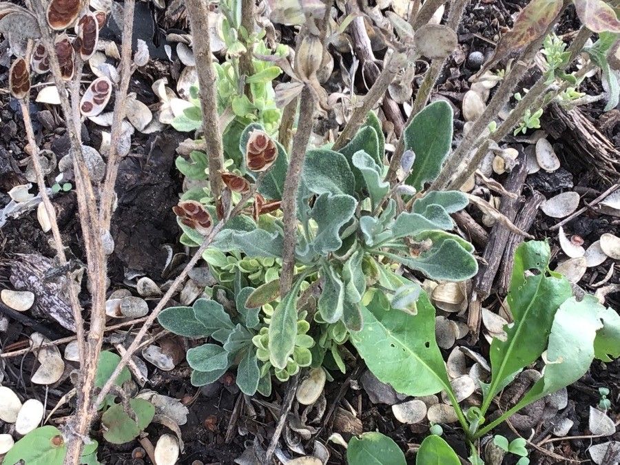 Fibigia clypeata leaf