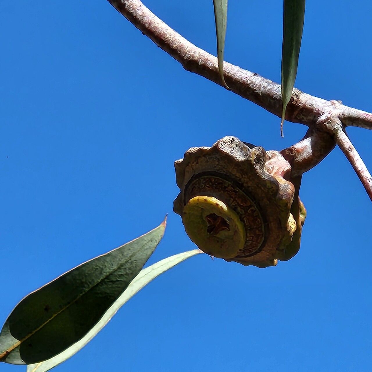 Eucalyptus youngiana fruit