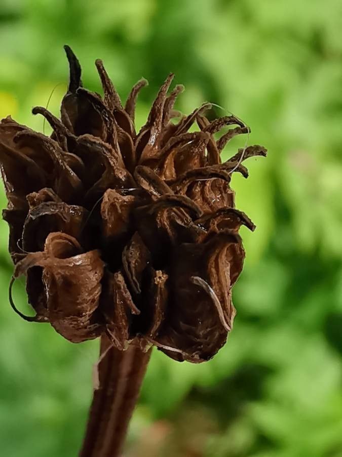 Trollius chinensis fruit