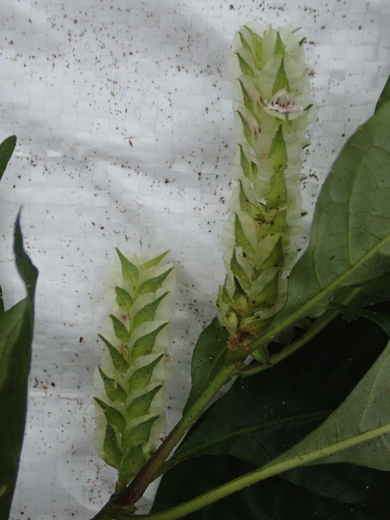 Rungia paxiana flower