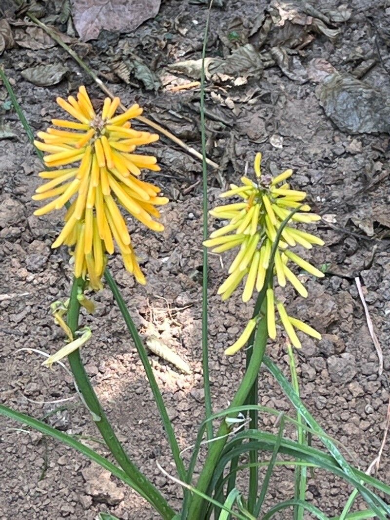 Kniphofia triangularis flower