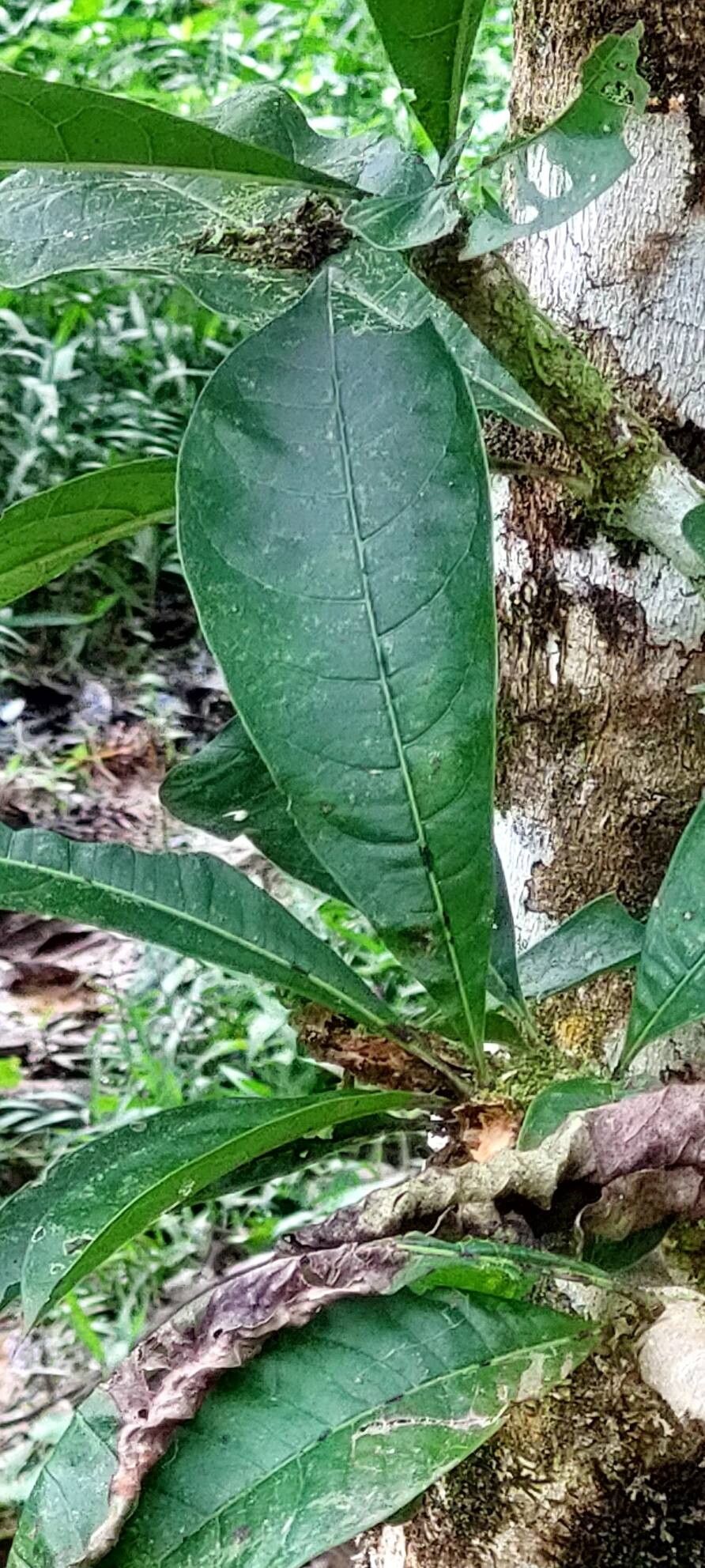 Crescentia amazonica — related species from the same genus