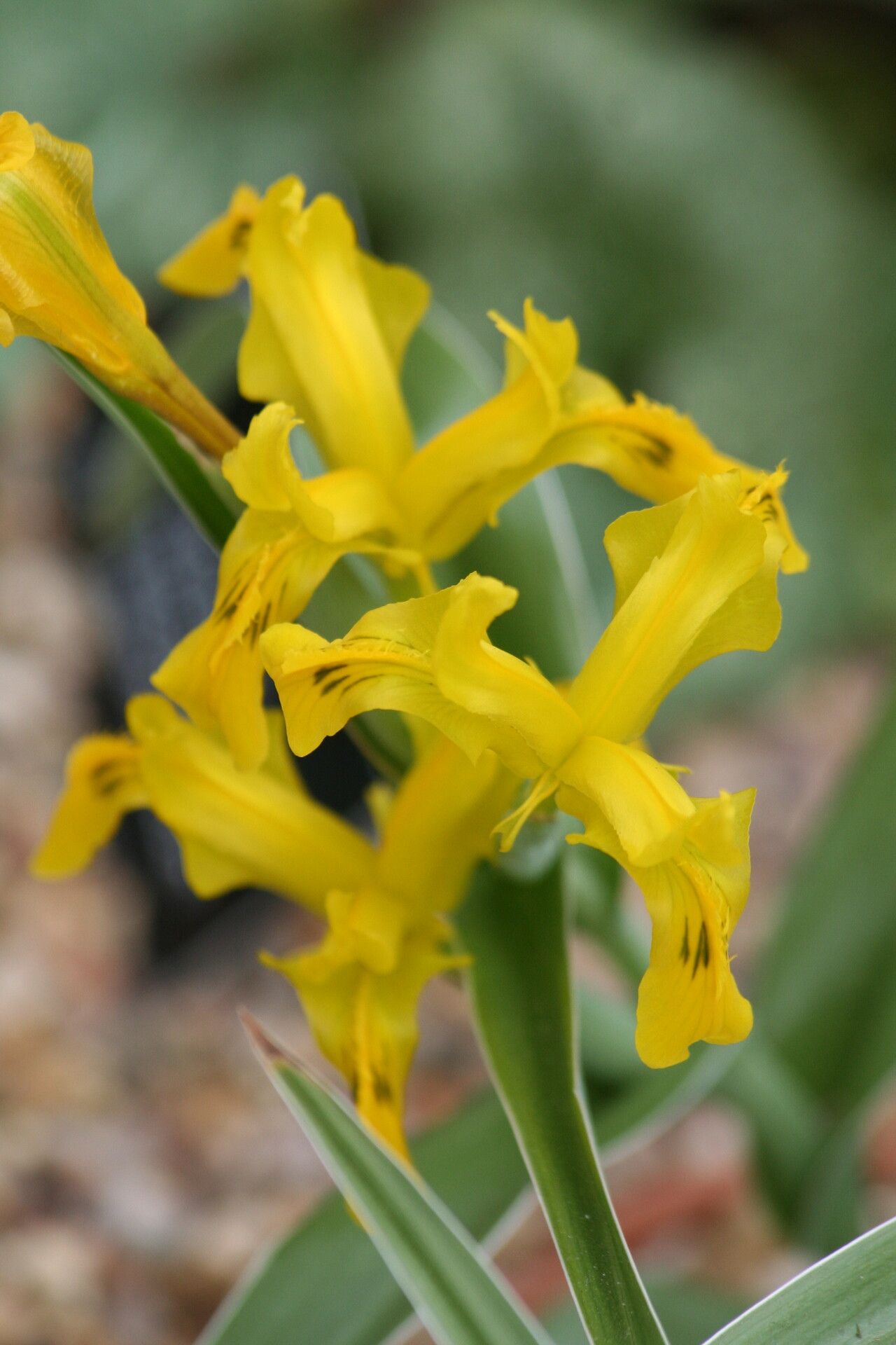 Iris tubergeniana flower