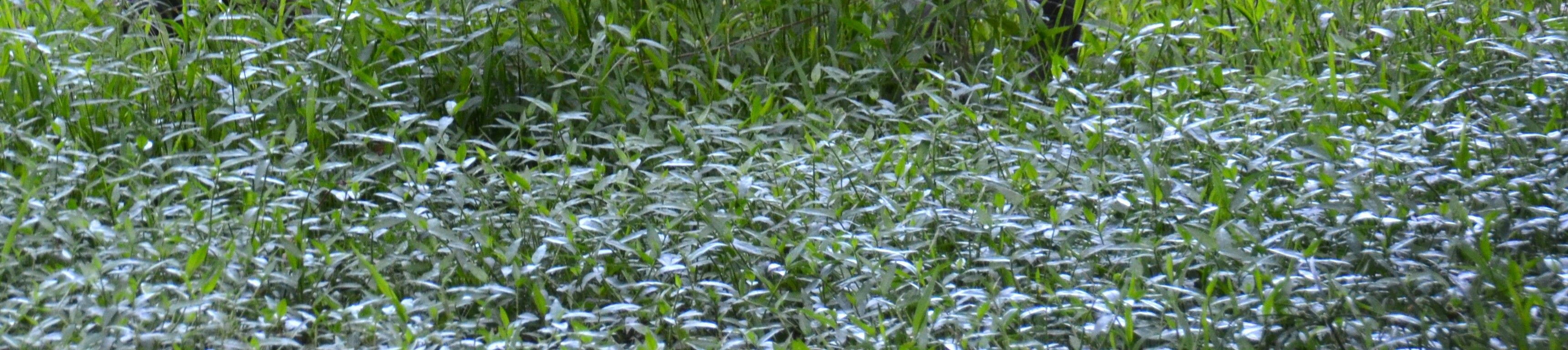 Persicaria dichotoma — houseplant care guide