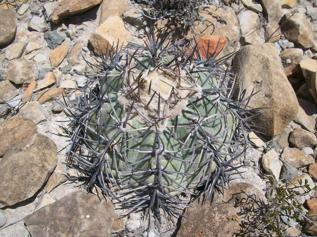 Echinocactus Horizonthalonius habit