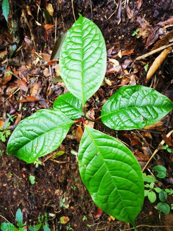 Meliosma occidentalis — houseplant care guide