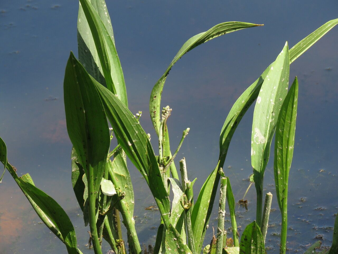 Alisma plantago-aquatica