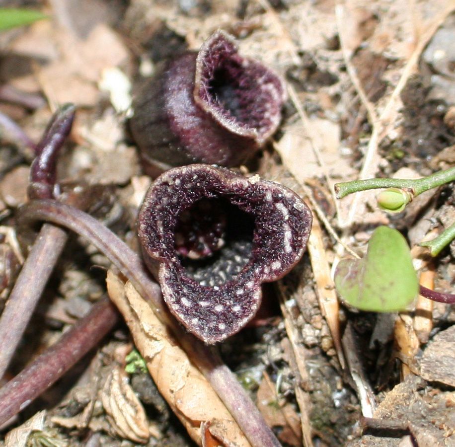Asarum virginicum flower