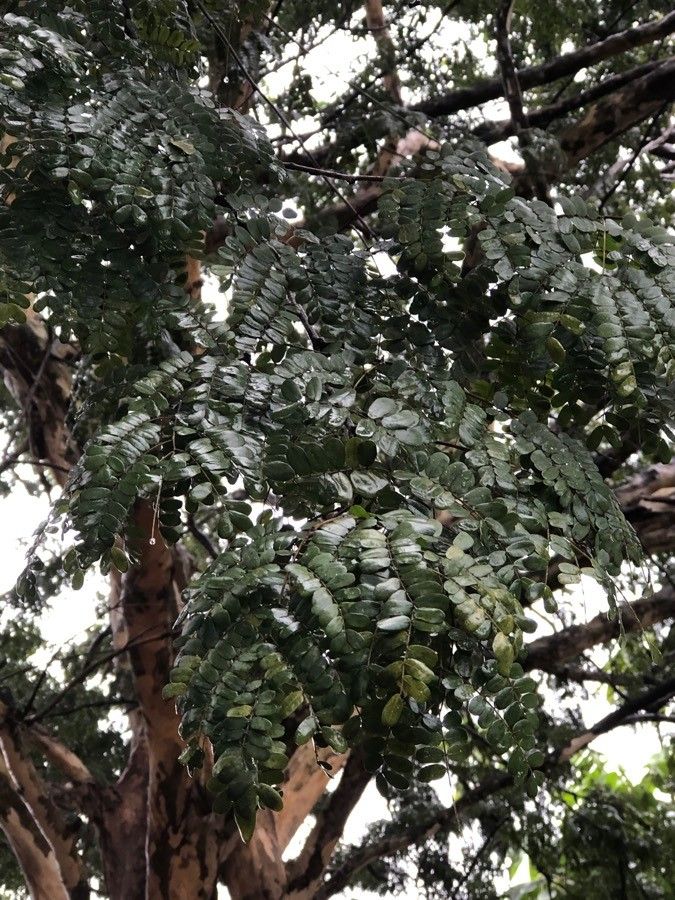 Caesalpinia ferrea — search result for 'Caesalpinia'