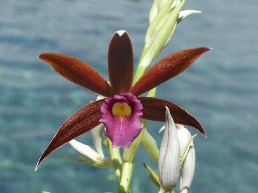 Phaius tankervilleae flower