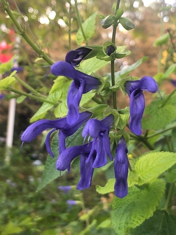 Salvia patens flower