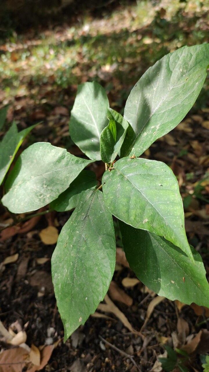 Ficus erecta leaf