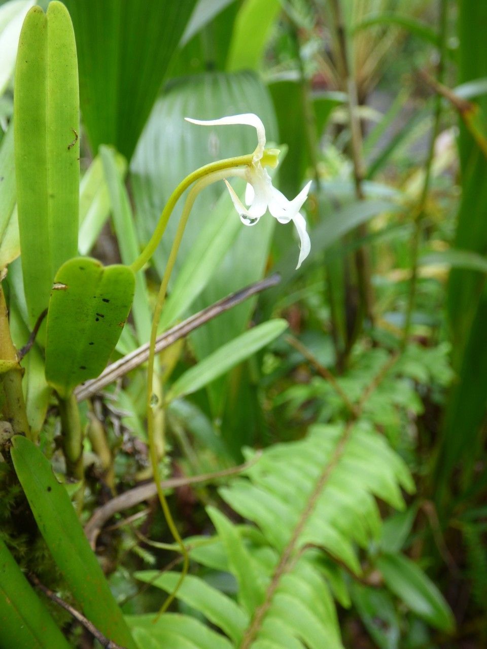 Jumellea exilis flower