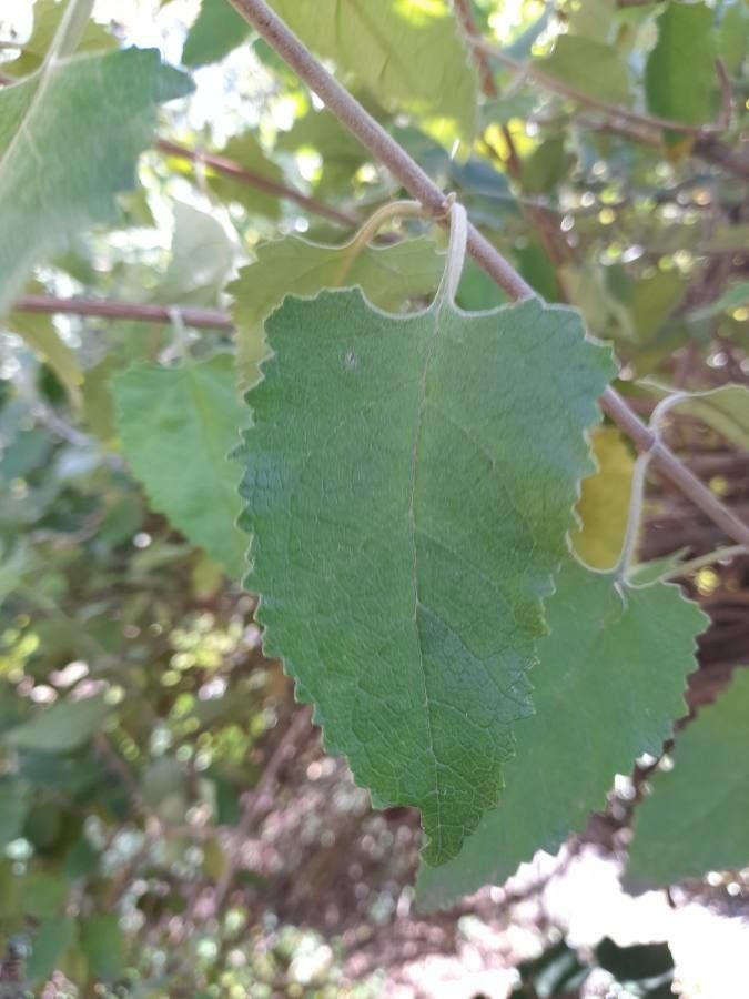 Buddleja dysophylla — search result for 'Malawi'