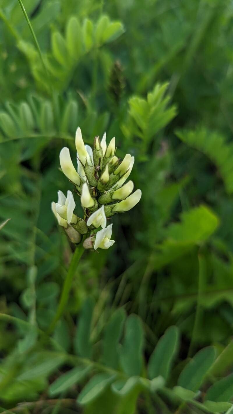 Astragalus cicer flower