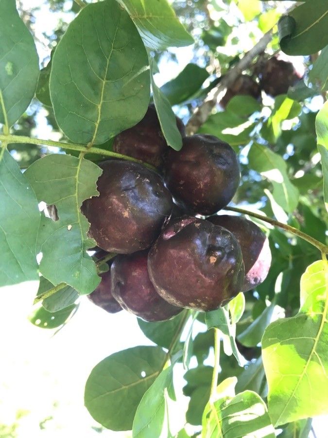 Pleiogynium timoriense fruit