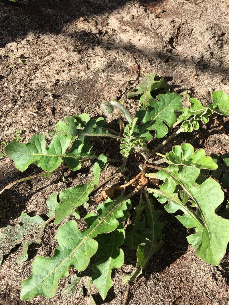 Taraxacum serotinum leaf