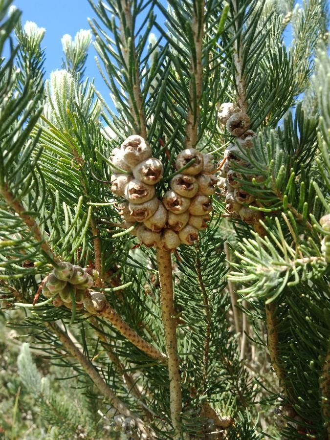 Calothamnus quadrifidus fruit