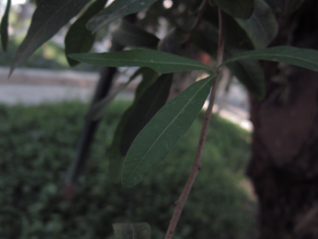Schinus spinosa leaf