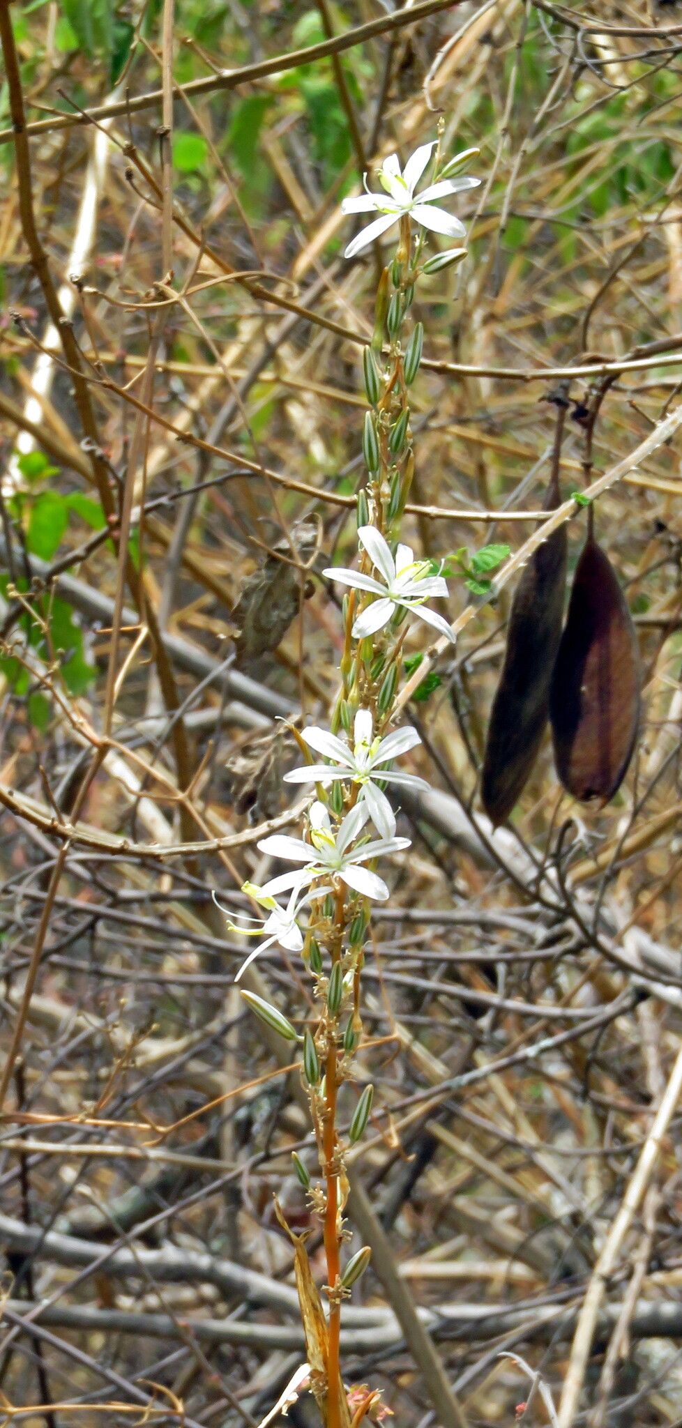 Chlorophytum stolzii — search result for 'Chlorophytum'