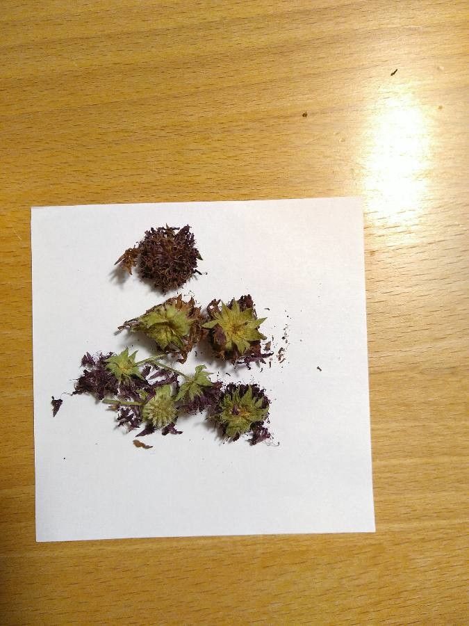 Knautia macedonica fruit