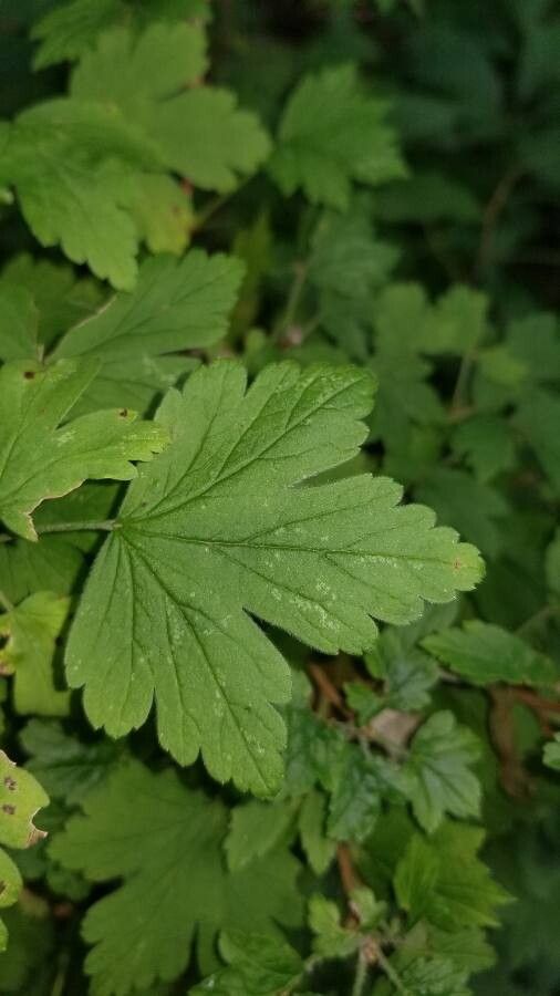 Ribes divaricatum leaf