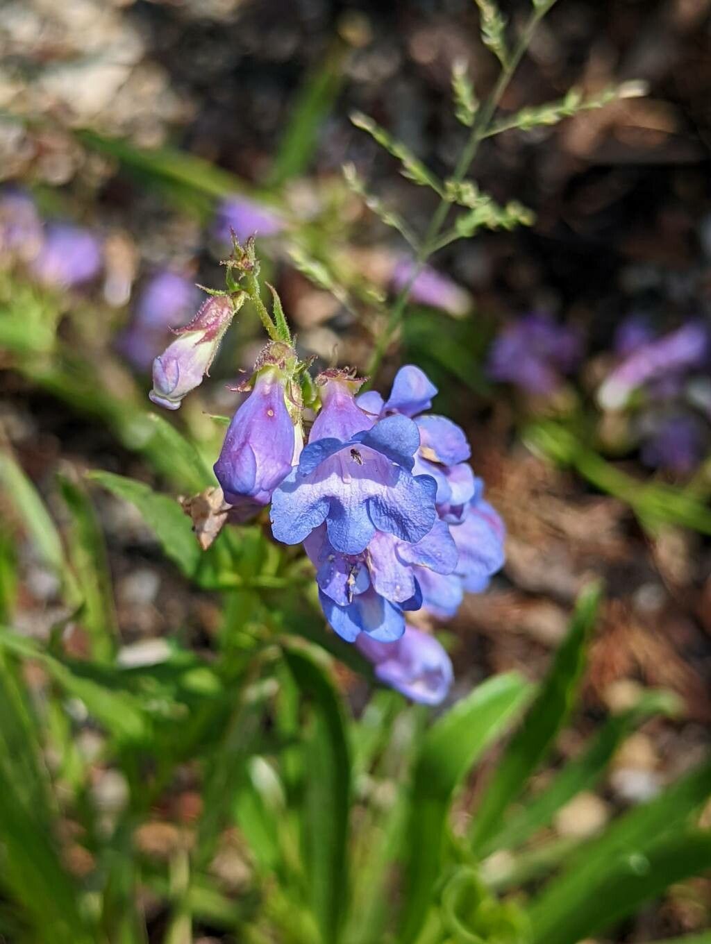 Penstemon scariosus flower