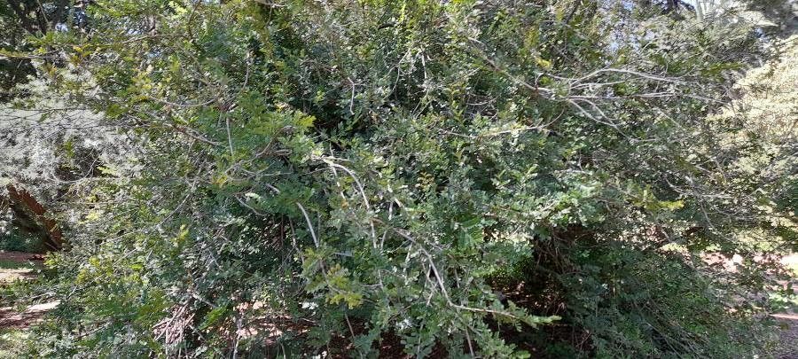 Schotia latifolia habit